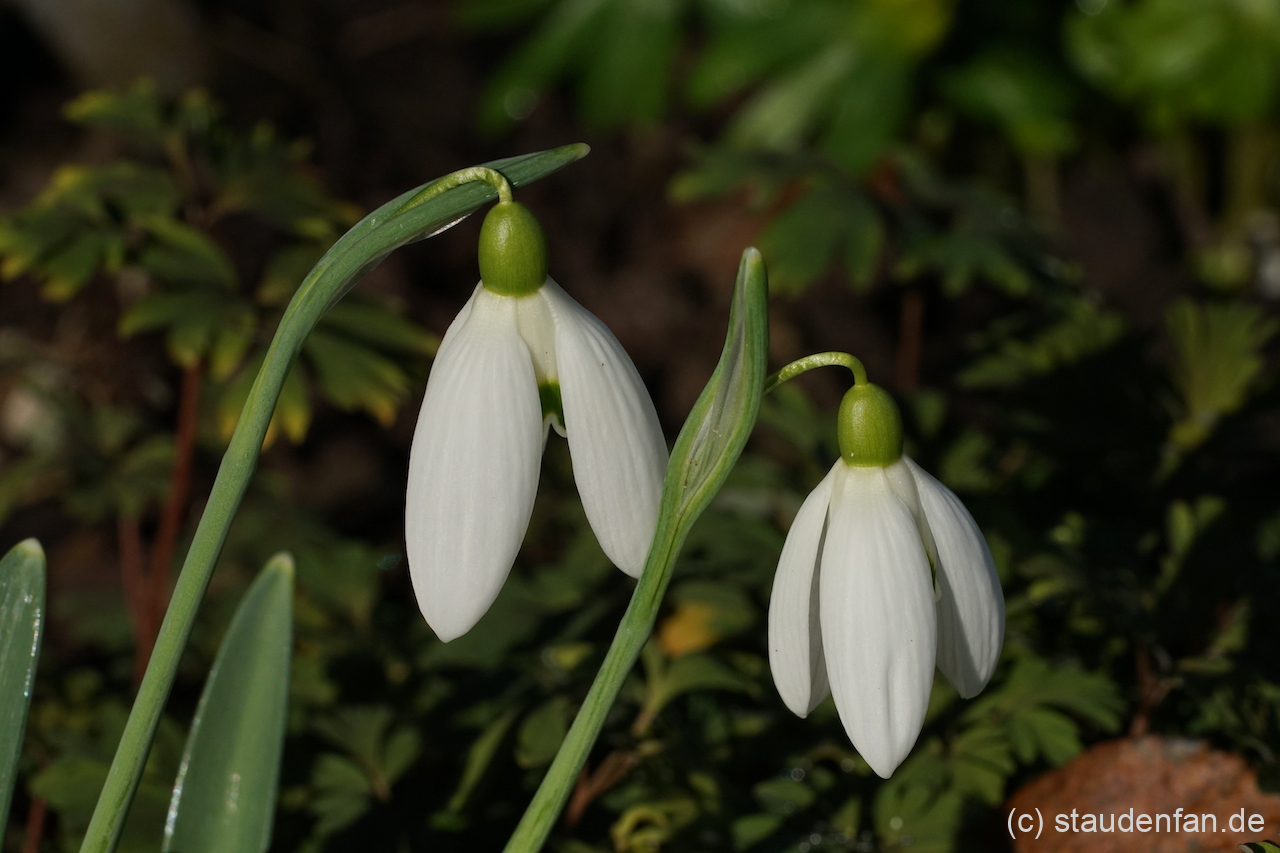 Das Galanthus 'Bill Bishop' zeigt bei fast normalen Habitus, riesige Blüten.