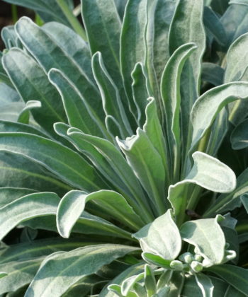 Das graue Laub von Matthiola incana 'Alba'.