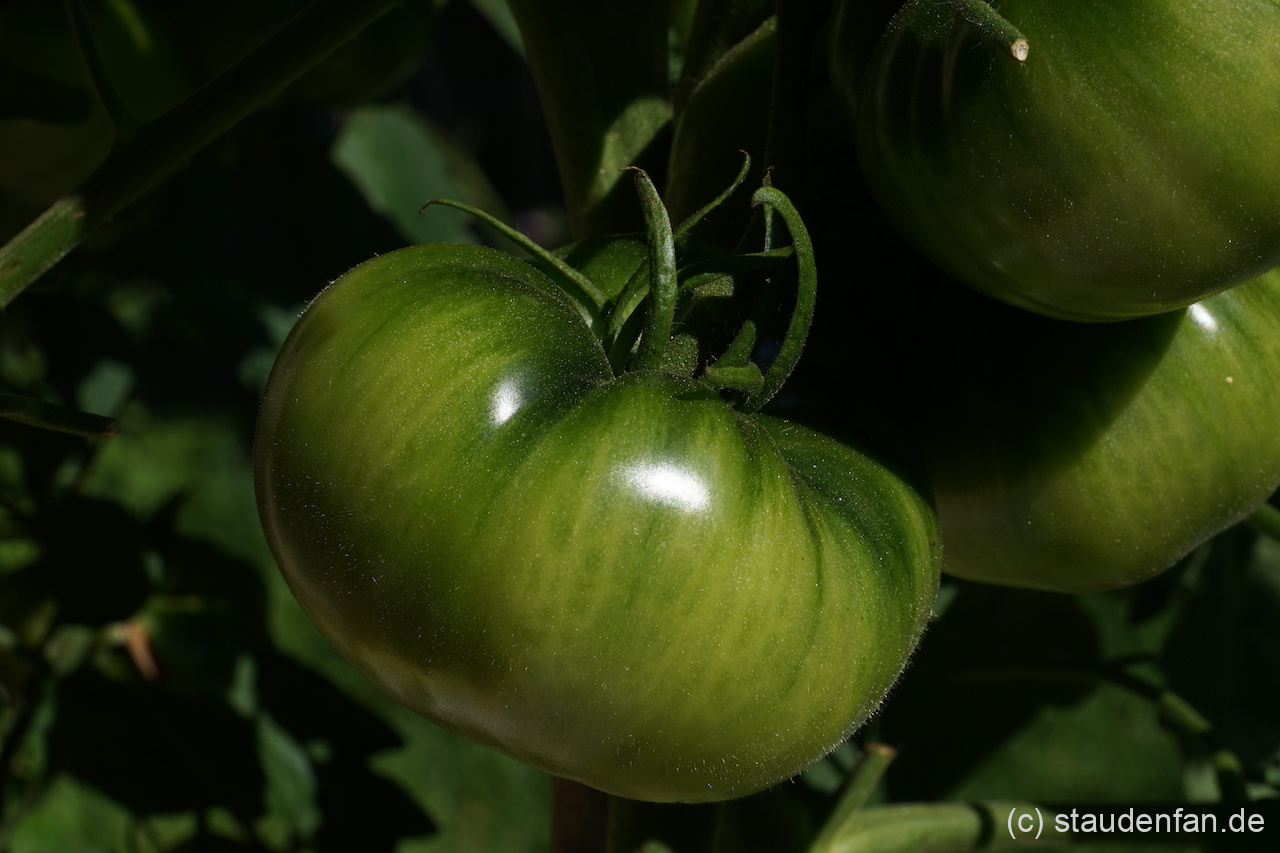 Die noch unreifen Früchte der Tomate 'Cherokee Purple'.