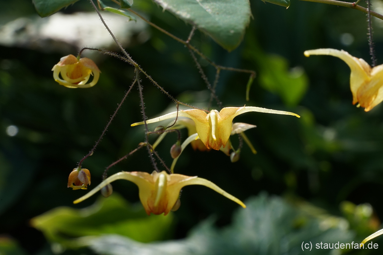 Epimedium ‚Amber Queen’ zeigt zur Blütenmitte einen rote Zeichnung.