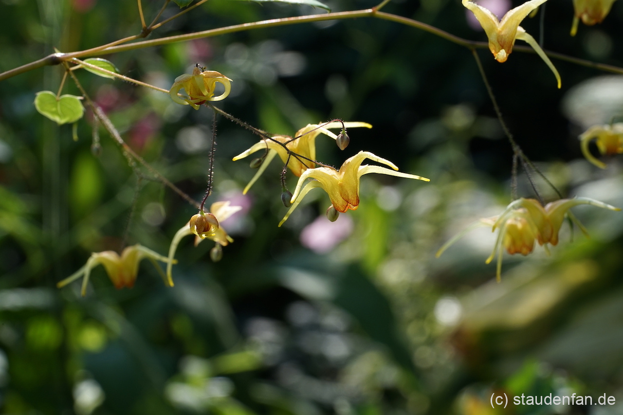 Epimedium ‚Amber Queen’.