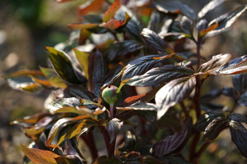 Frische Knospe von Paeonia 'Mei Fleuri'.