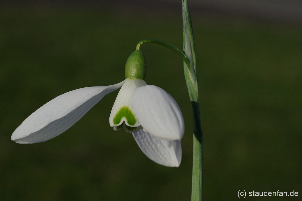 Galanthus 'Bill Bishop'.