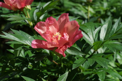 Hervorzuheben bei Paeonia 'Julia Rose' ist die schöne Blütenfarbe und die großen Einzelblüten.