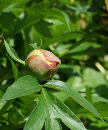 Knospe von Paeonia 'Sequestered Sunshine'.