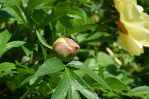 Knospe von Paeonia 'Sequestered Sunshine'.