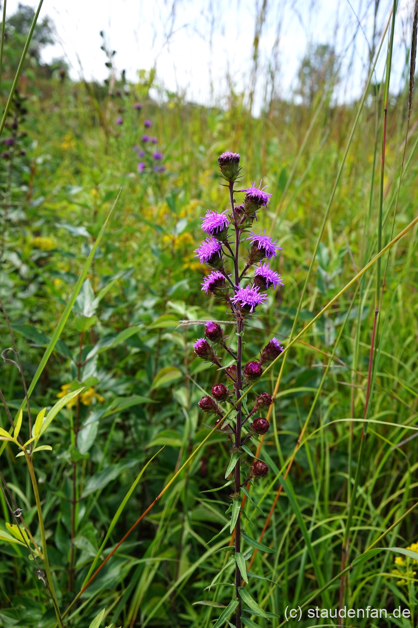 Liatris scariosa var. nieuwlandii am Naturstandort in Ohio.