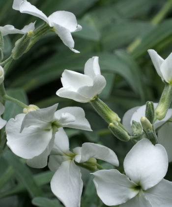 Matthiola incana 'Alba'.