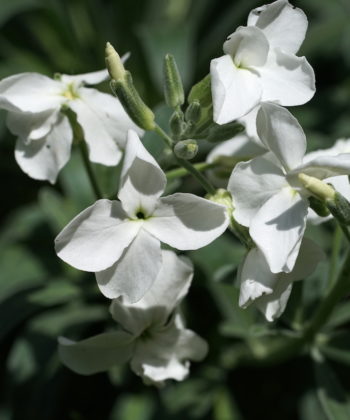 Matthiola incana 'Alba' besitzt große weiße Blüten.