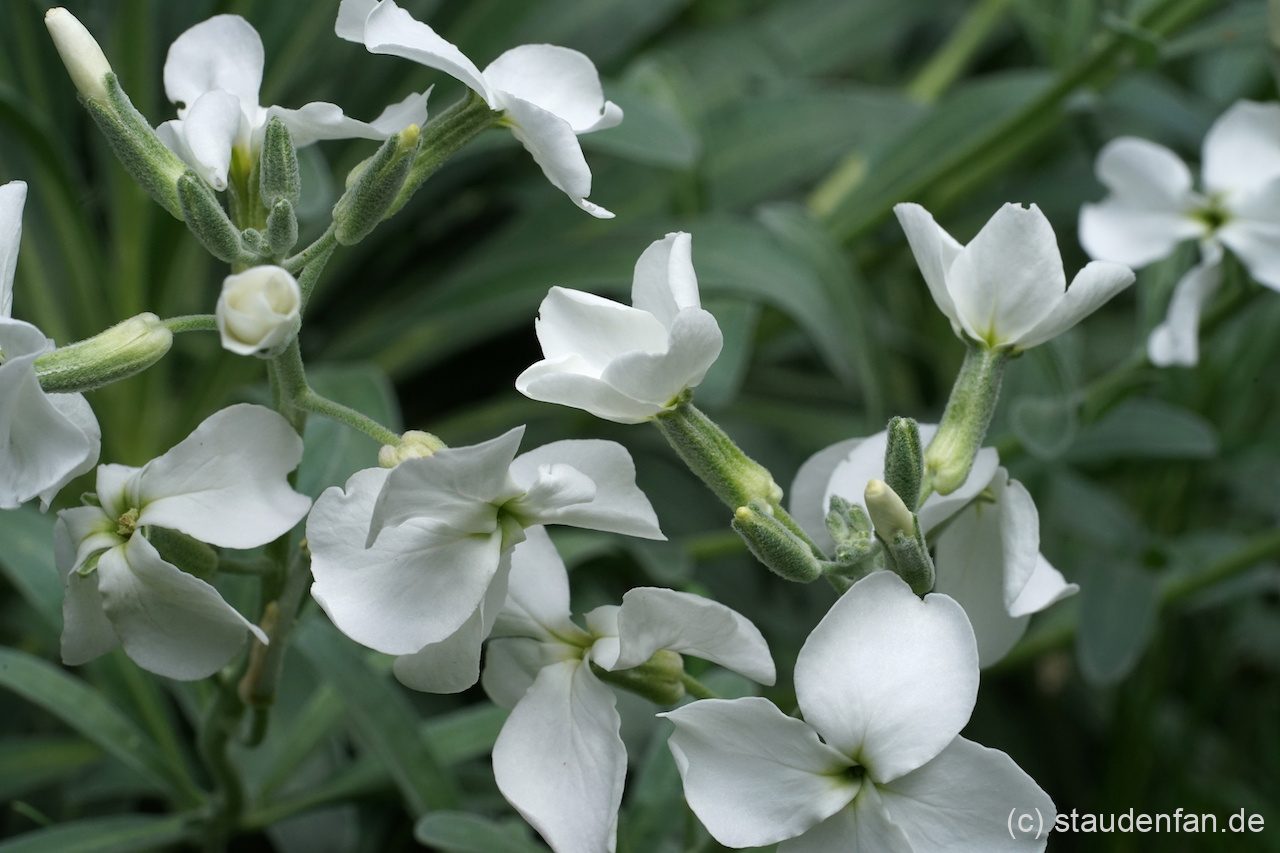 Matthiola incana 'Alba'.