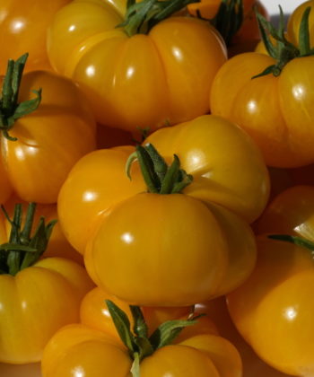 Mittelgroße, stark gefurchte Früchte der Tomate 'Old Yellow Candystripes'.