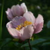 Paeonia 'Avant Garde'.