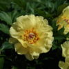 Paeonia 'Garden Treasure'.