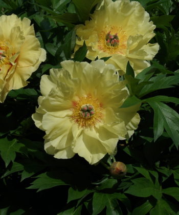 https://staudenfan.de/wp-content/uploads/2021/10/Paeonia-Garden-Treasure-blueht-spaet-mit-sehr-grossen-Blueten.jpg