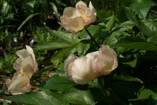 Paeonia 'Mei Fleuri'.