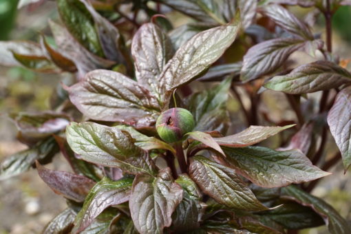 Paeonia 'Mei Fleuri' besitzt einen spektakulären Austrieb.