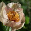 Paeonia 'Mei Fleuri' ist eine historische Sorte von 1905.