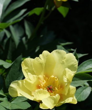 Paeonia 'Sequestered Sunshine'.