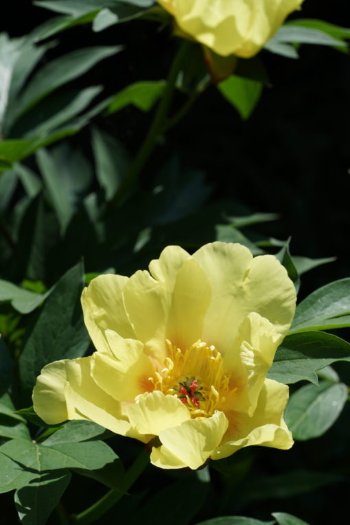 Paeonia 'Sequestered Sunshine'.