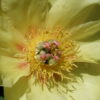 Paeonia 'Sequestered Sunshine' ist eine sehr zart gefärbte Sorte.