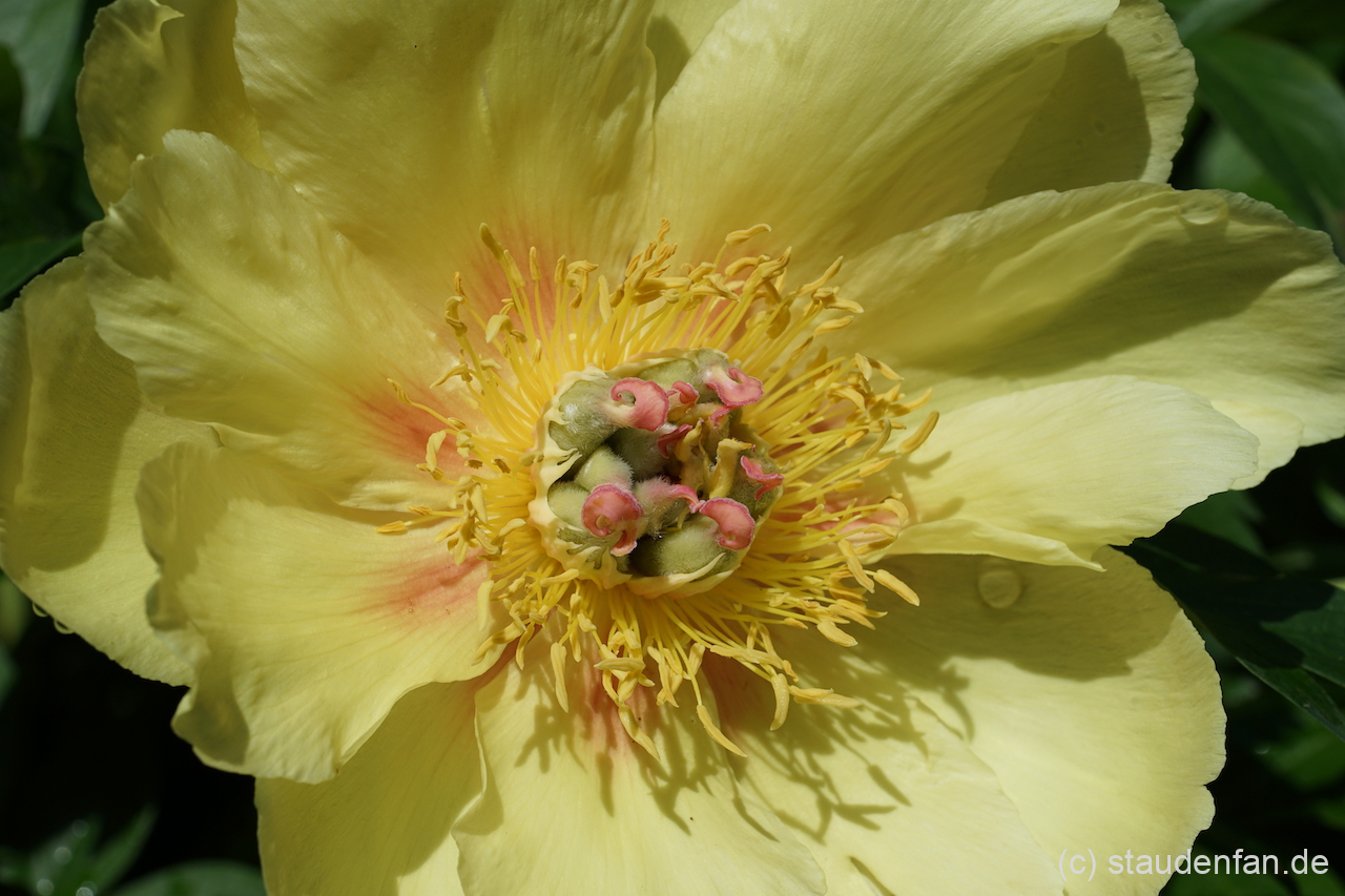 Paeonia 'Sequestered Sunshine' ist eine sehr zart gefärbte Sorte.