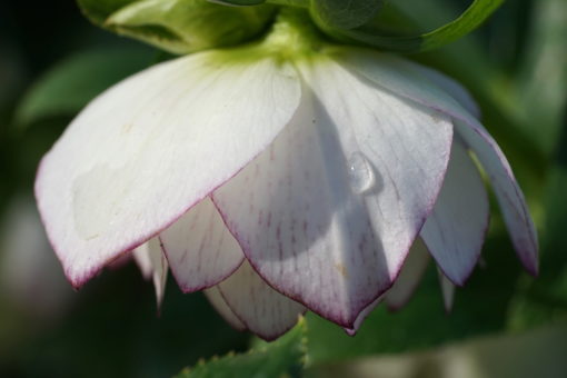 Helleborus x orientalis 'Weiße Picotee, Gefüllt' ist ein unglaublich guter Strain der Aswood Nursery in England.