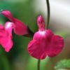 Salvia microphylla 'Wild Watermelon'.