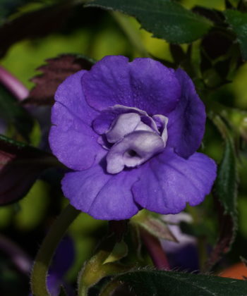 Achimenes 'Alter Ego' besitzt gefüllte blauviolette Blüten.
