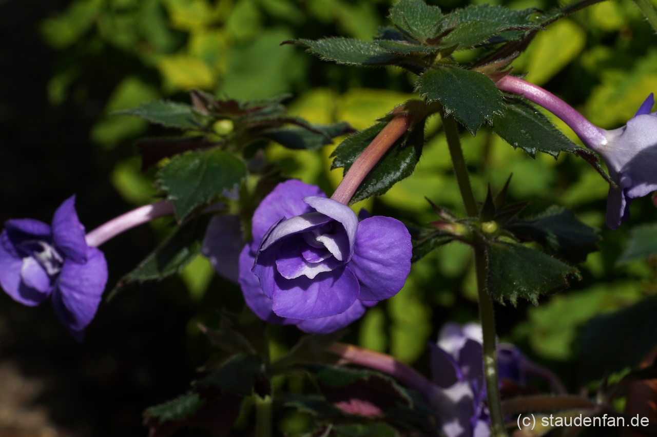 Achimenes 'Alter Ego' zeigt einen dichten gedrungenen Wuchs.