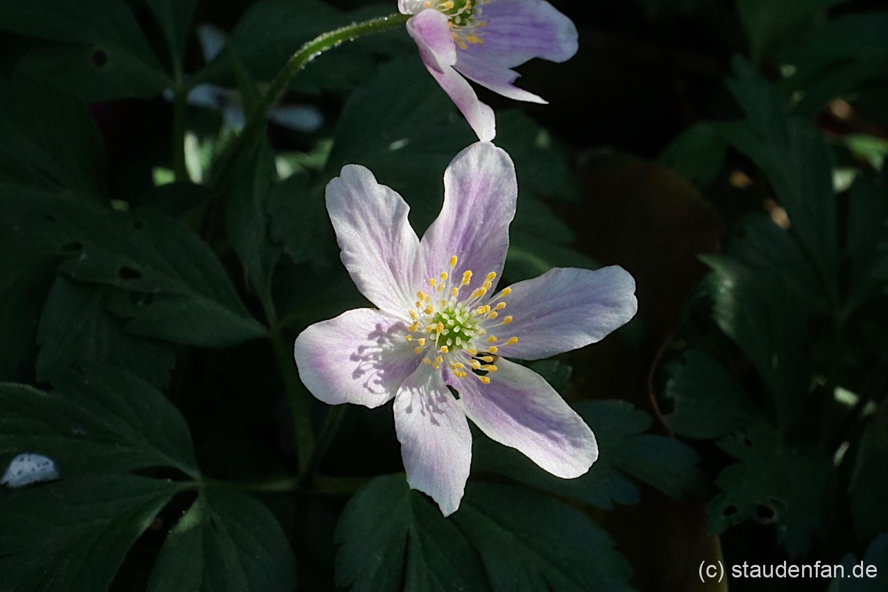 Anemone nemorosa 'Rotkäppchen' zeigt zunächst nur eine schwache rosa Färbung.