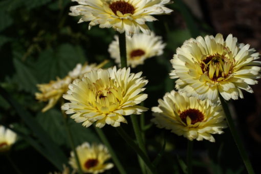 Calendula officinalis 'Snow Princess' ist eine ungewöhnliche Form der Ringelblume.