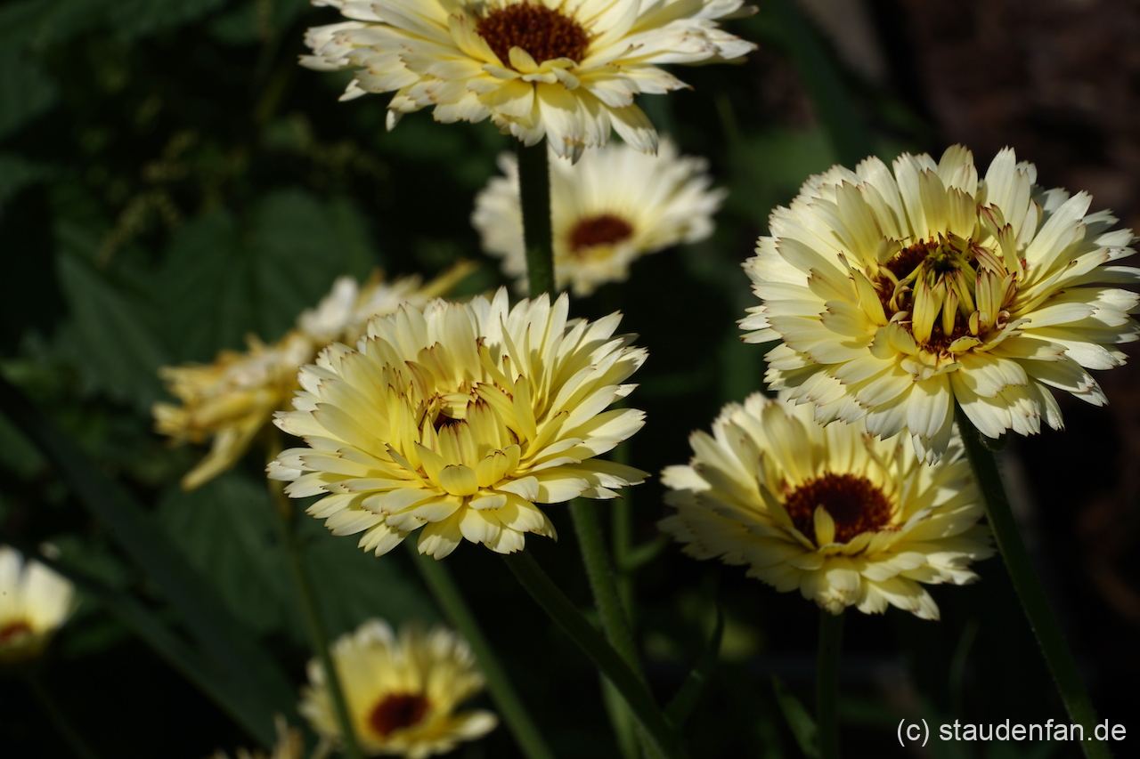 Calendula officinalis 'Snow Princess' ist eine ungewöhnliche Form der Ringelblume.