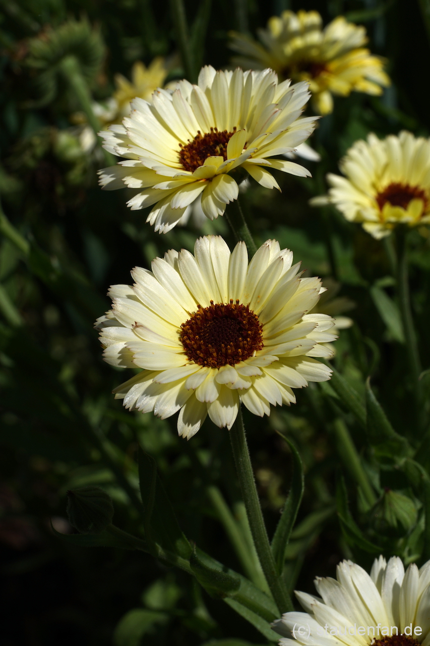 Calendula officinalis 'Snow Princess' ist eine weißliche Auslese der Ringelblume.