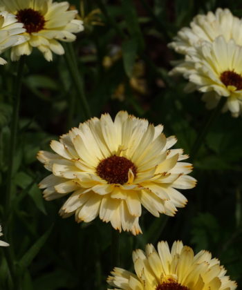 Calendula officinalis 'Snow Princess' zeigt, dass Ringelblumen nicht nur orange sein können.