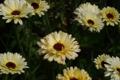 Calendula officinalis 'Snow Princess' zeigt, dass Ringelblumen nicht nur orange sein können.