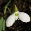 Die kräftige Farbe von Fruchtknoten und Zeichnung, sowie die kugeligen Blüten, machen das Schneeglöckchen Galanthus plicatus 'Fatty Puff' unverwechselbar.