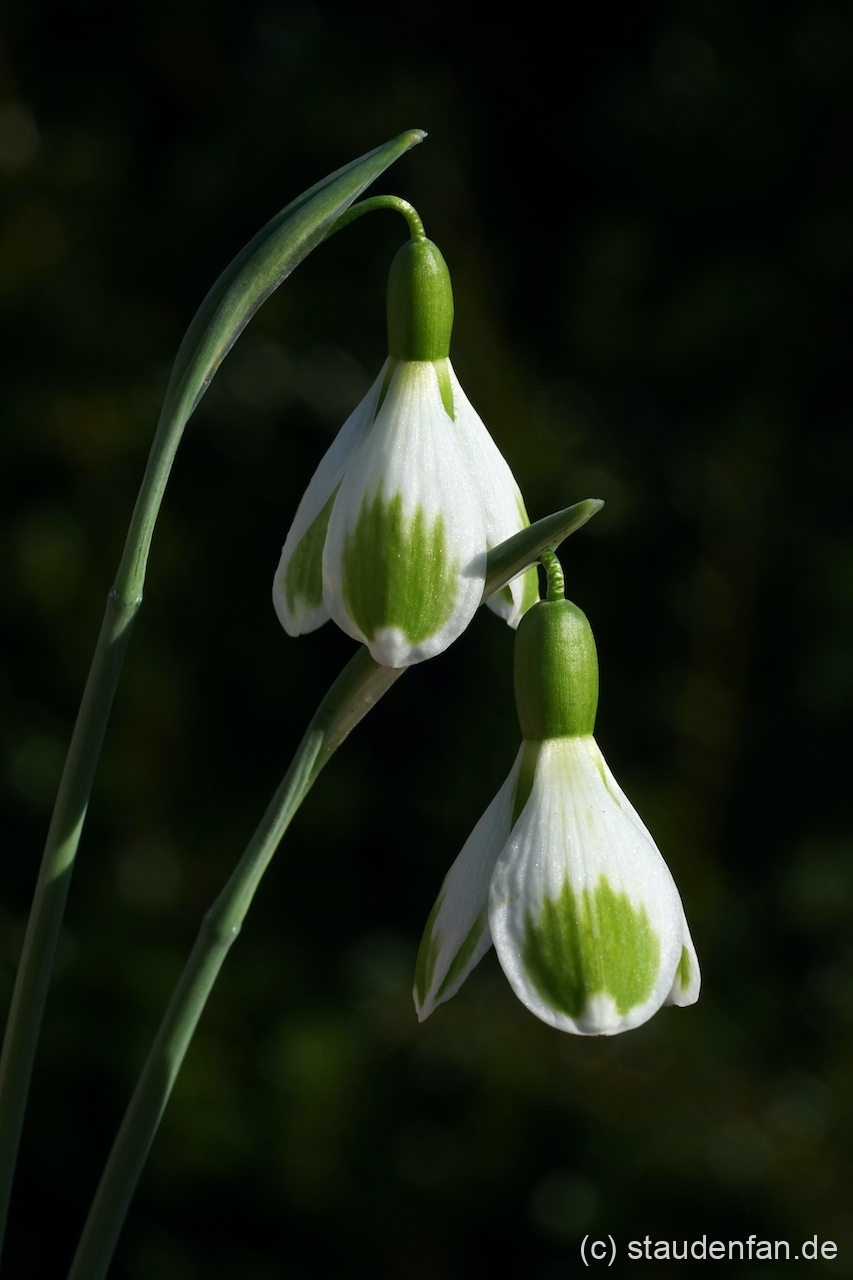 Galanthus 'Green Deal' entstand in unseren Garten.