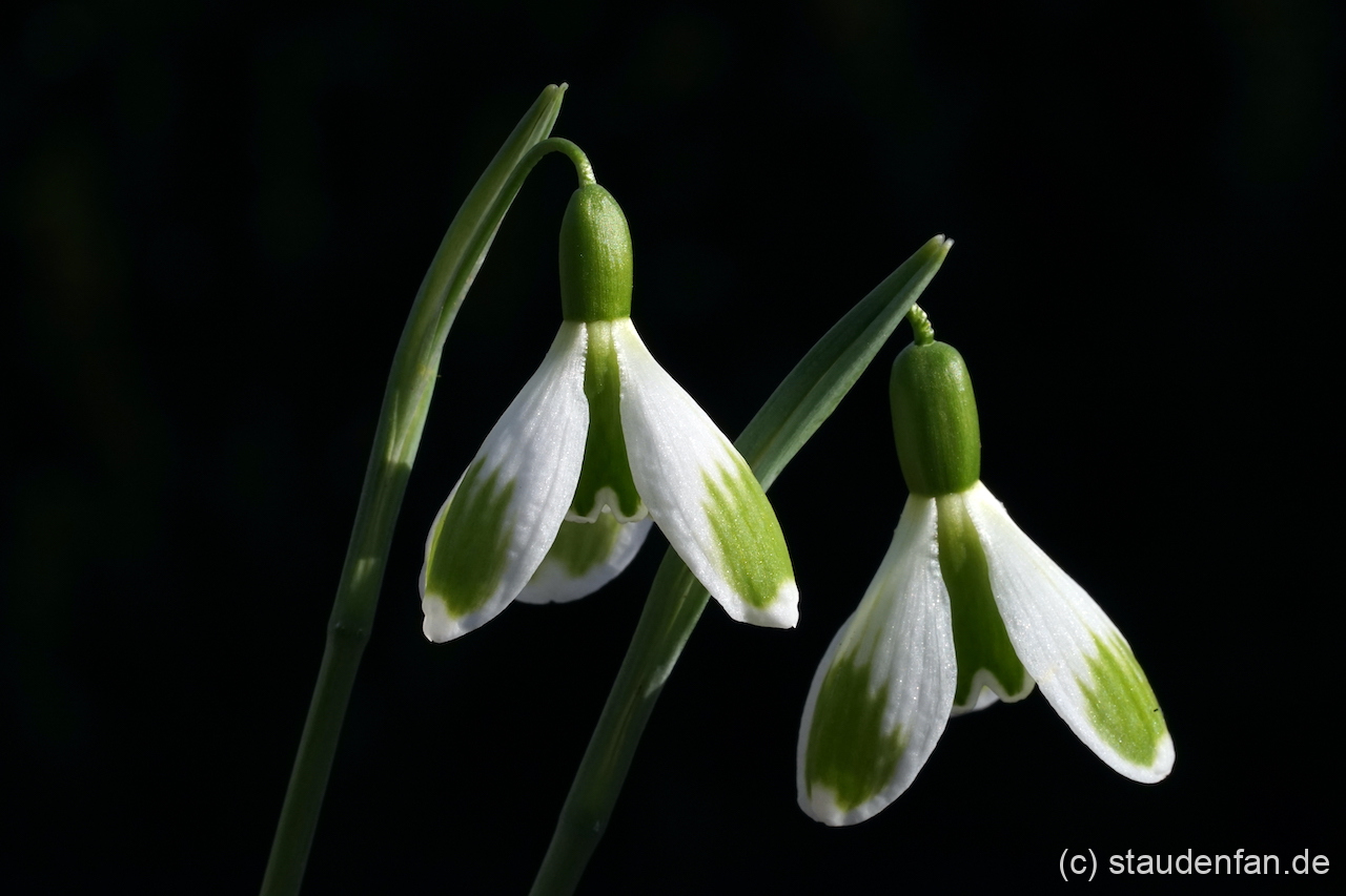 Galanthus 'Green Deal' mit ihrer breiten grünen Blütenzeichnung.