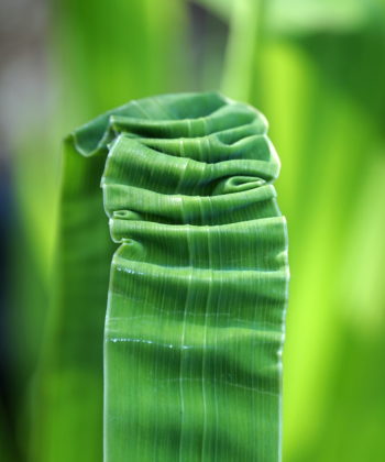 Ein untypisches nicht gerades Blatt von Iris xpseudata 'Kurokawa-Noh', was wir aber sehr fotogen fanden.