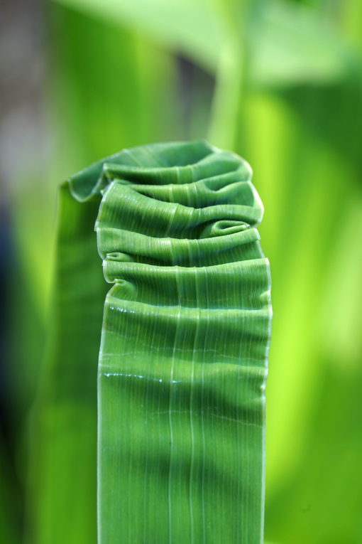 Ein untypisches nicht gerades Blatt von Iris xpseudata 'Kurokawa-Noh', was wir aber sehr fotogen fanden.