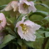 Helleborus thibetanus.