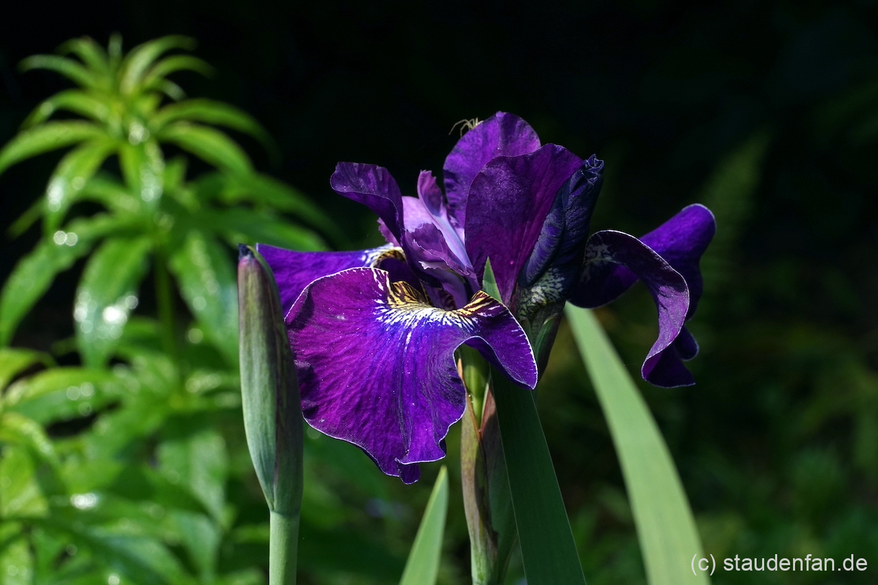 Iris sibtosa 'Berlin Violetta' iste eine sehr farbkräftige Sorte aus dem Hause Tamberg.