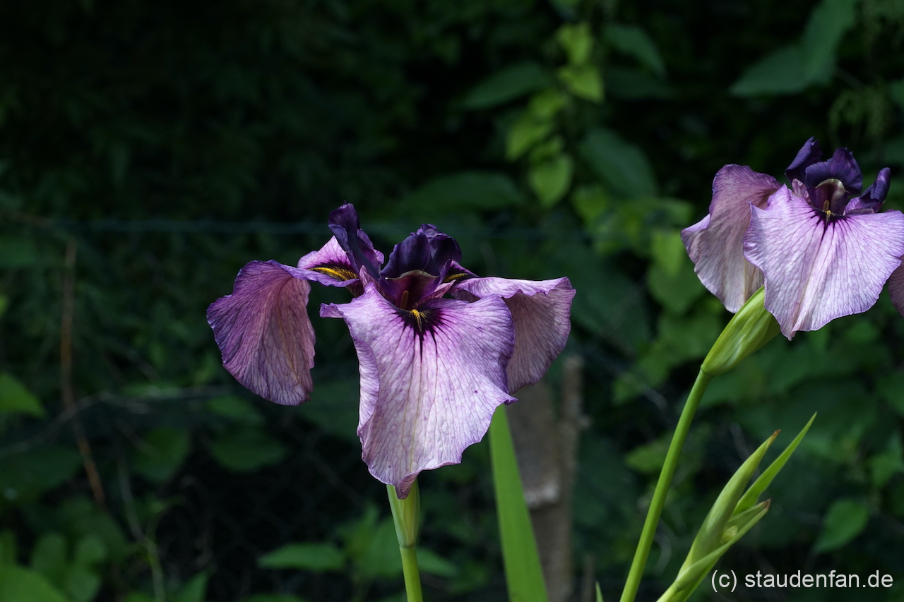 Iris xpseudata 'Kurokawa-Noh' ist ein Highlight selbst im kleinsten Bottich.