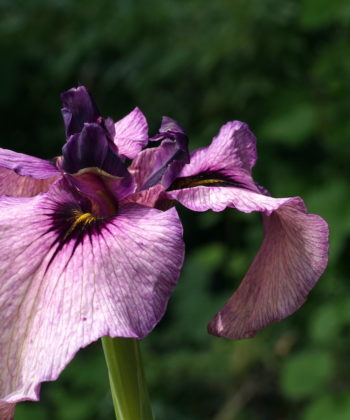 Iris xpseudata 'Kurokawa-Noh' mit den typischen Auge.