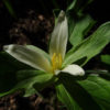 Trillium praviflorum ist ein zarte Waldpflanze.