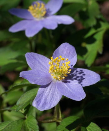 Anemone nemorosa 'Blue Queen' mit der typischen schieferblauen Farbe.
