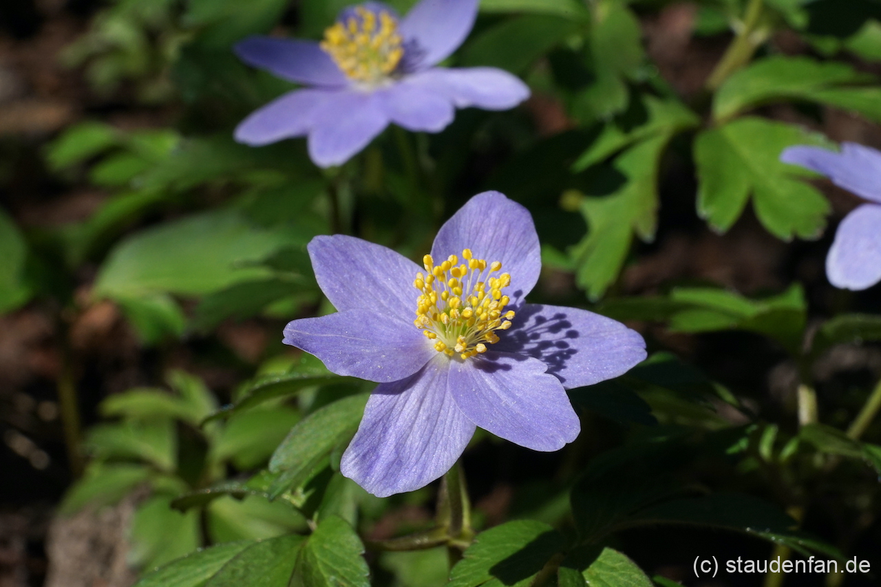 Anemone nemorosa 'Blue Queen' mit der typischen schieferblauen Farbe.