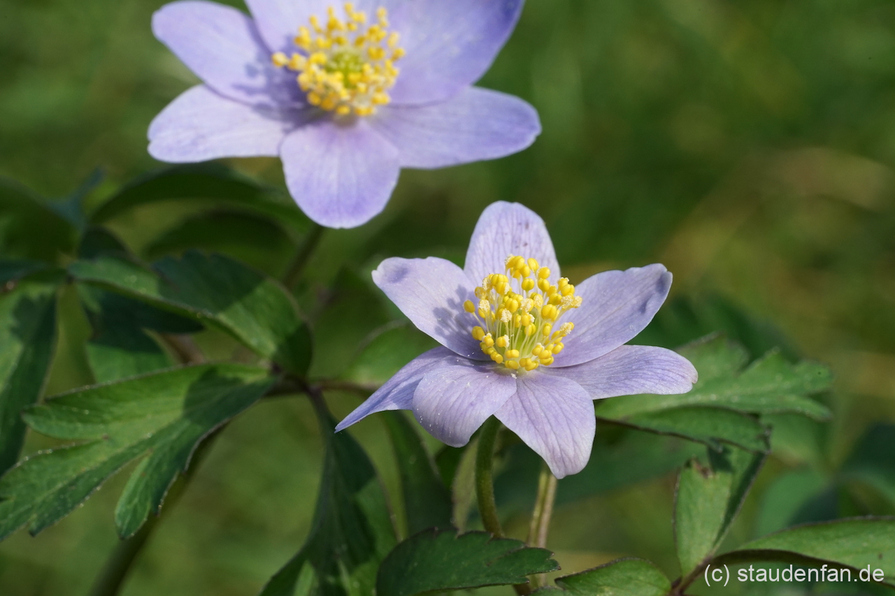 Anemone nemorosa 'Blue Queen'.