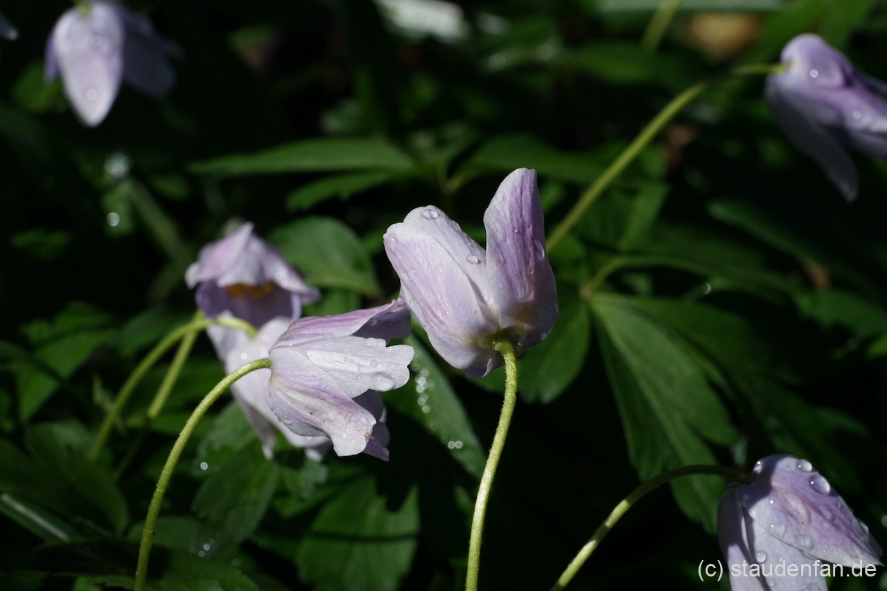 Die Rückseite der Blütenblätter ist bei Anemone nemorosa 'Blue Queen' rosa überhaucht.