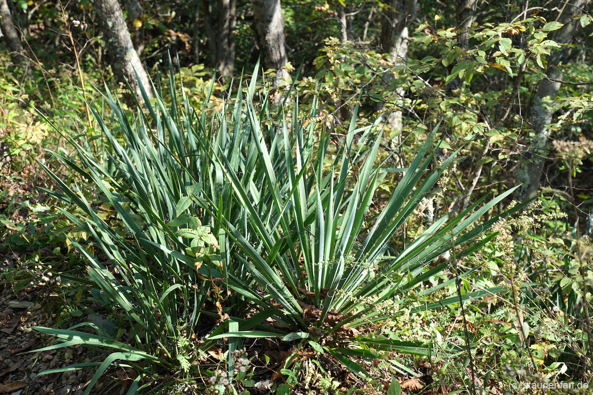 Eine Nachbarpflanze von Yucca flaccida CWAH201854 auf dem Buffalo Mountain in Virginia.